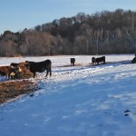 Winter Feeding