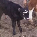 First Calf 2015