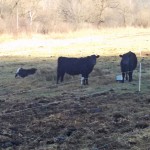 Weaned calves