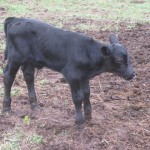 Bull Calf