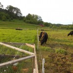 Paddocks